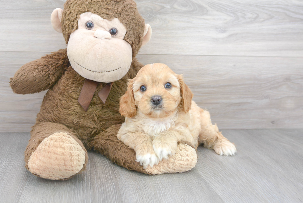 Cavapoo Pup Being Cute