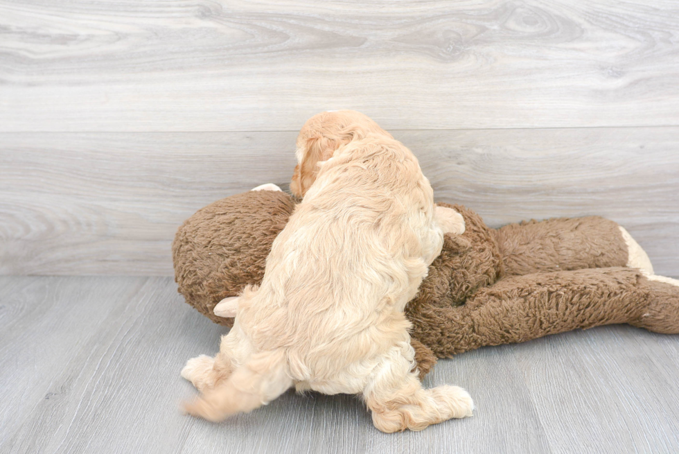 Popular Cavapoo Poodle Mix Pup