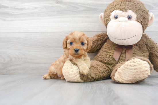 Cavapoo Pup Being Cute