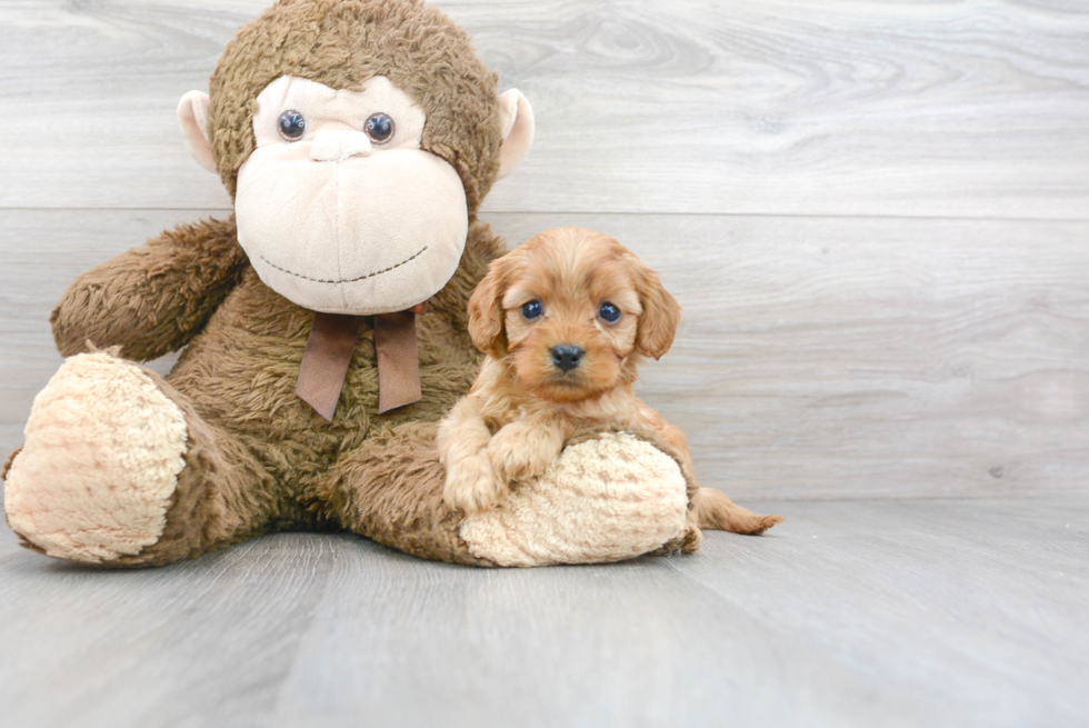 Energetic Cavoodle Poodle Mix Puppy