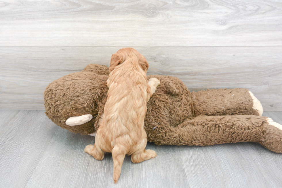 Friendly Cavapoo Baby