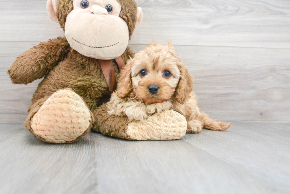 Funny Cavapoo Poodle Mix Pup