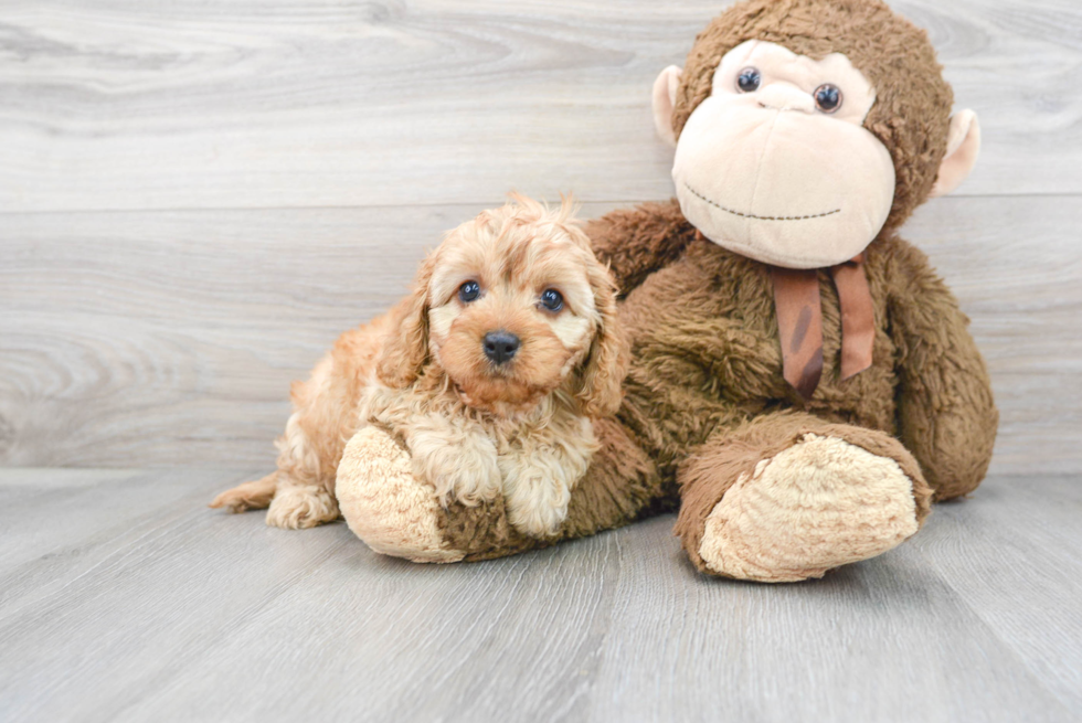 Hypoallergenic Cavoodle Poodle Mix Puppy