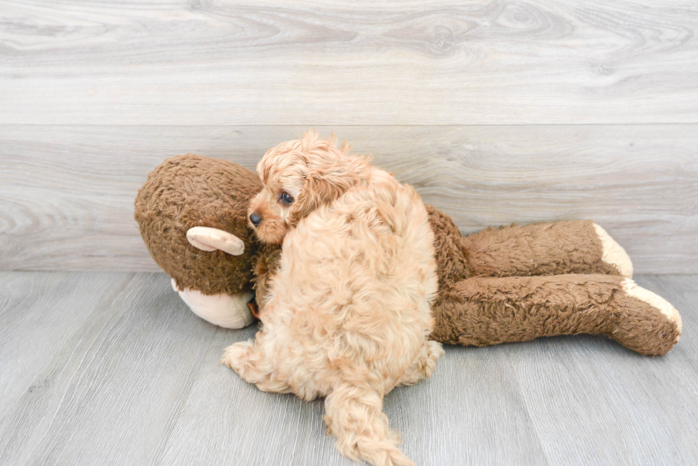 Playful Cavoodle Poodle Mix Puppy