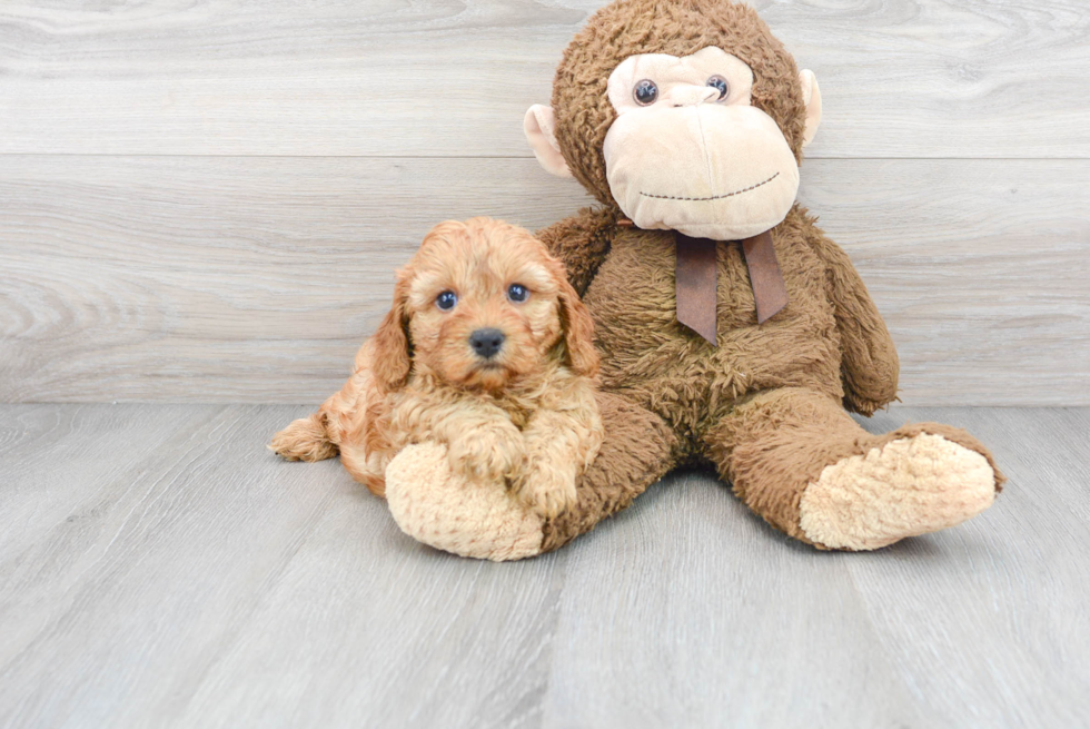 Smart Cavapoo Poodle Mix Pup