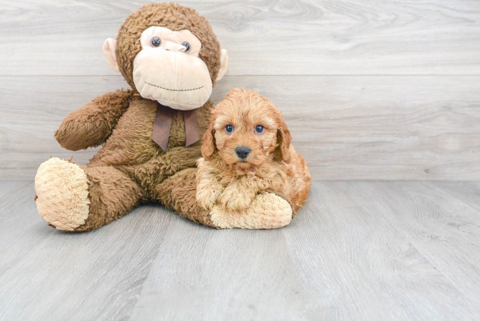 Cavapoo Pup Being Cute