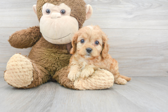 Cavapoo Pup Being Cute