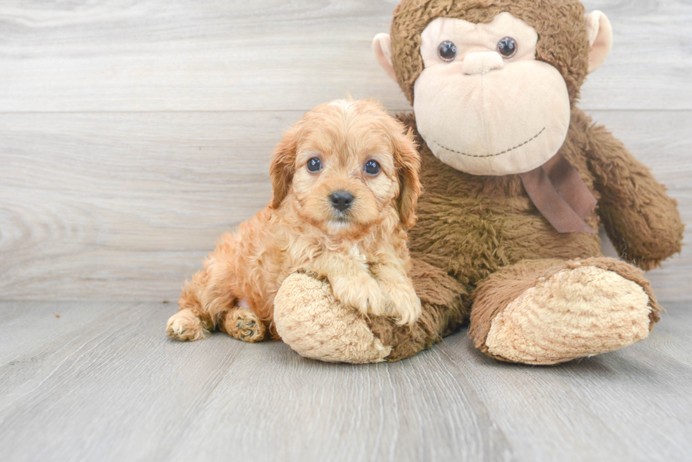 Hypoallergenic Cavoodle Poodle Mix Puppy