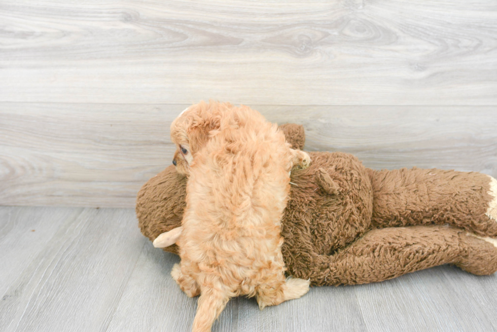 Cavapoo Pup Being Cute