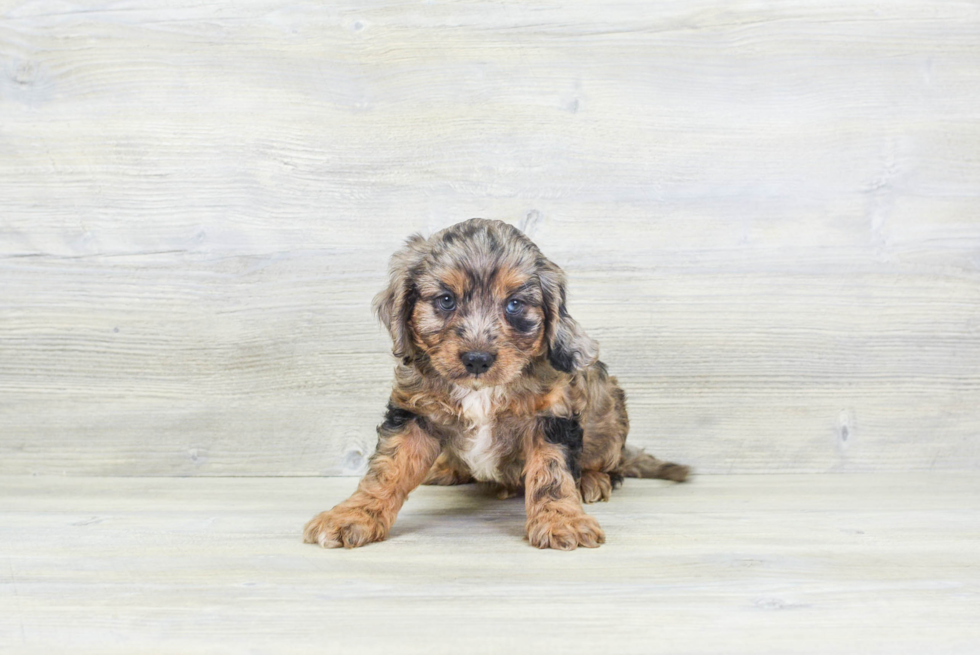 Cavapoo Puppy for Adoption