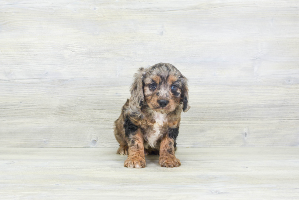 Small Cavapoo Baby