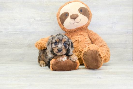 Fluffy Cavapoo Poodle Mix Pup