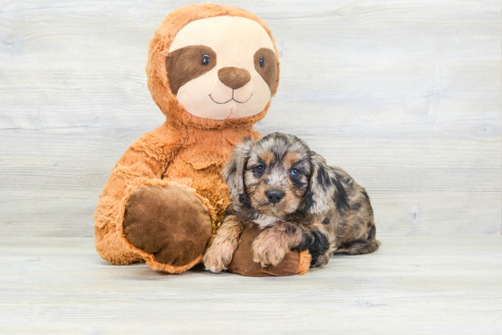 Adorable Cavoodle Poodle Mix Puppy