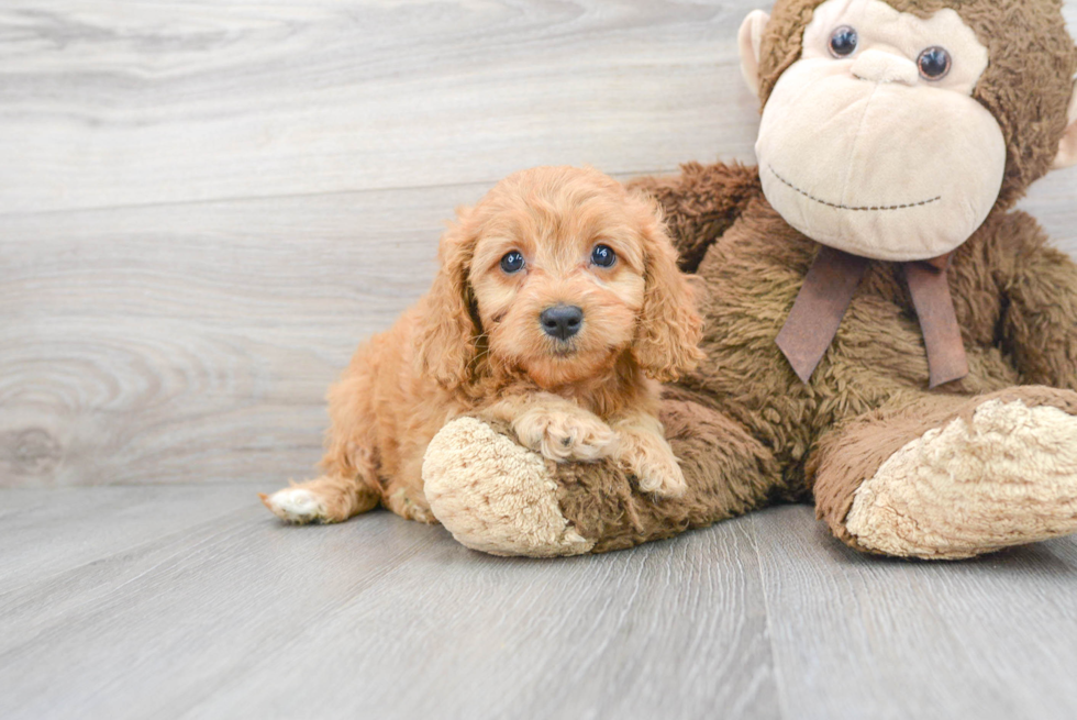 Cavapoo Pup Being Cute