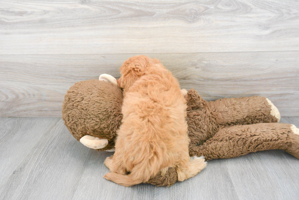 Cavapoo Puppy for Adoption