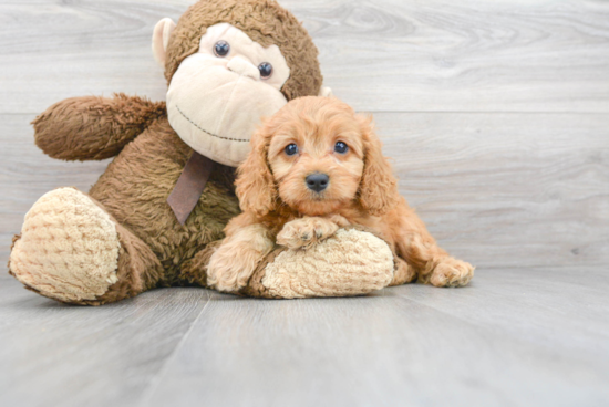 Cavapoo Pup Being Cute