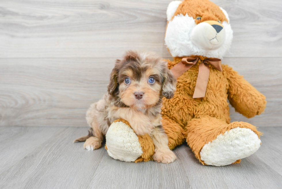 Best Cavapoo Baby