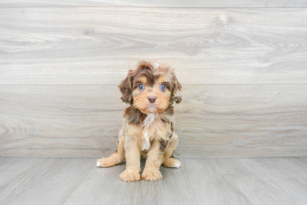 Cavapoo Puppy for Adoption