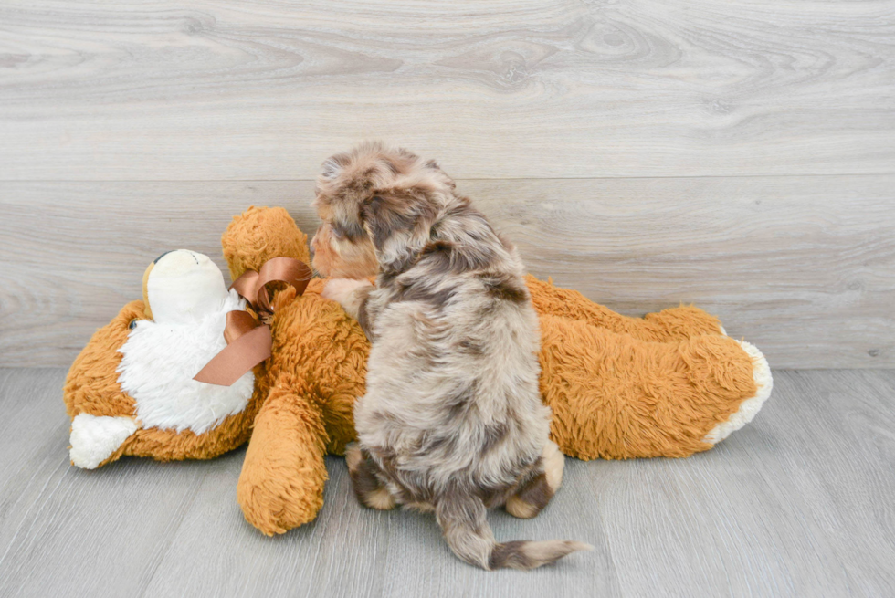 Best Cavapoo Baby