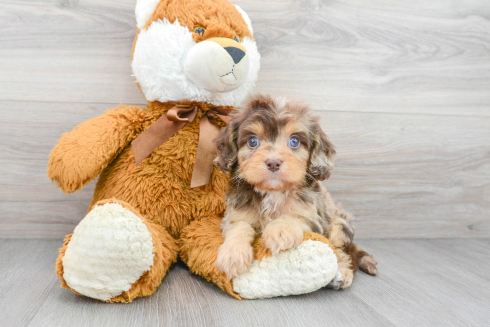 Best Cavapoo Baby