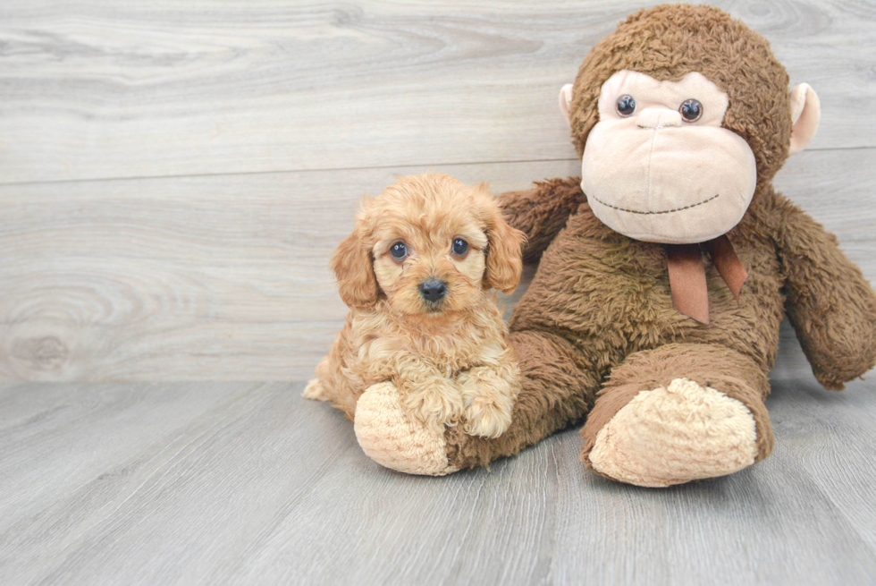 Friendly Cavapoo Baby