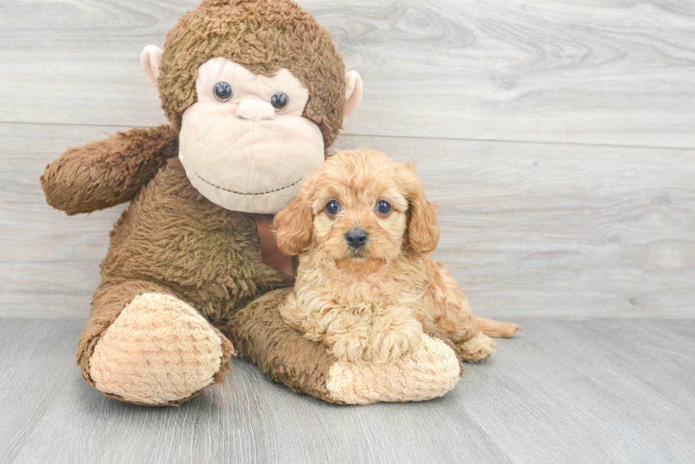 Best Cavapoo Baby