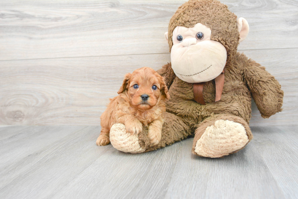 Cavapoo Puppy for Adoption