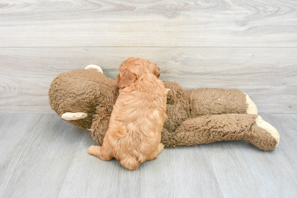 Cavapoo Puppy for Adoption