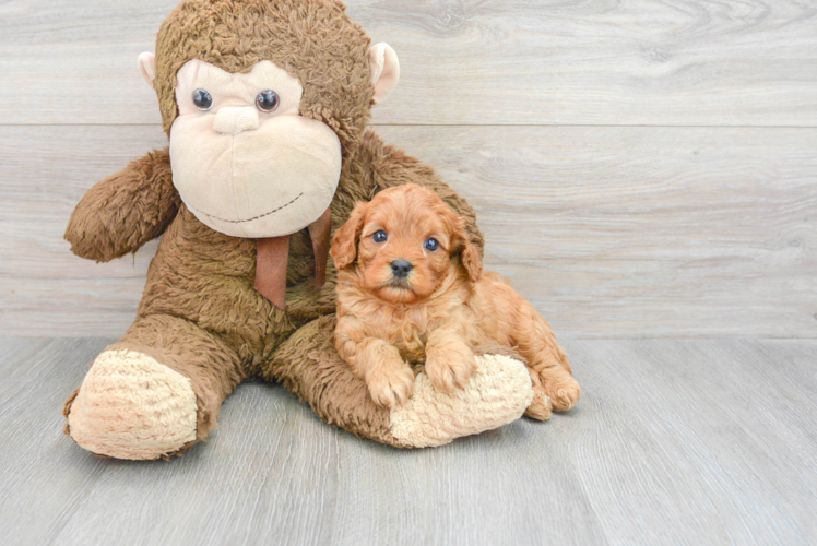 Sweet Cavapoo Baby