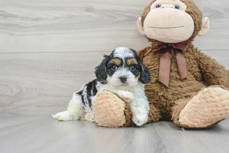 Popular Cavapoo Poodle Mix Pup