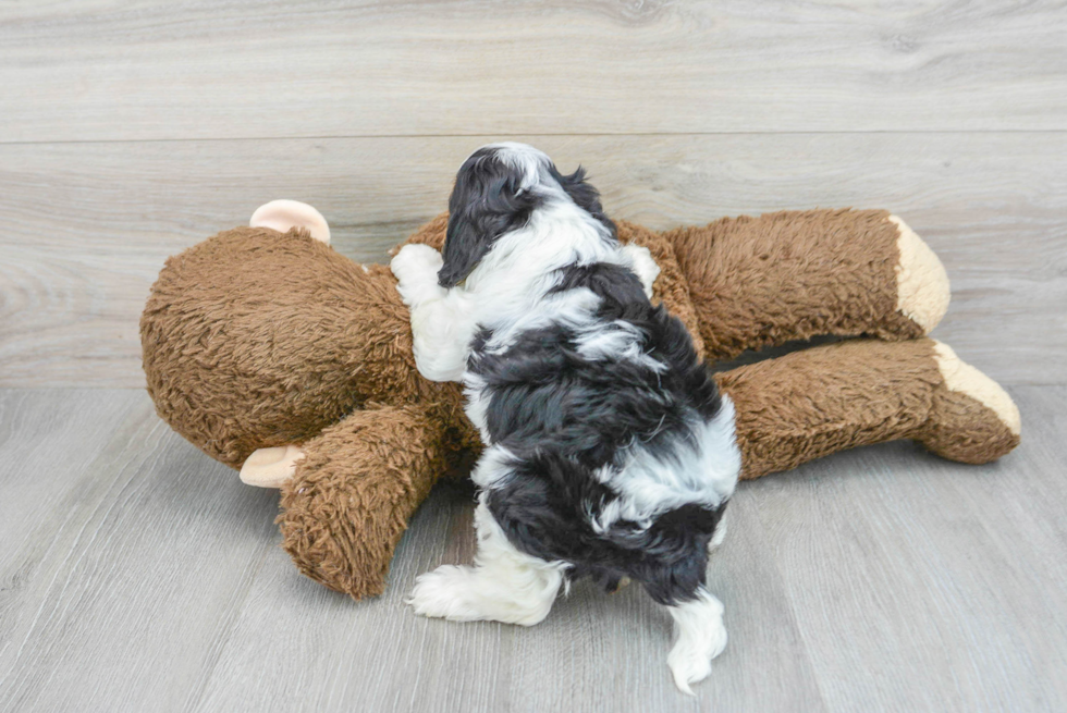 Cavapoo Pup Being Cute