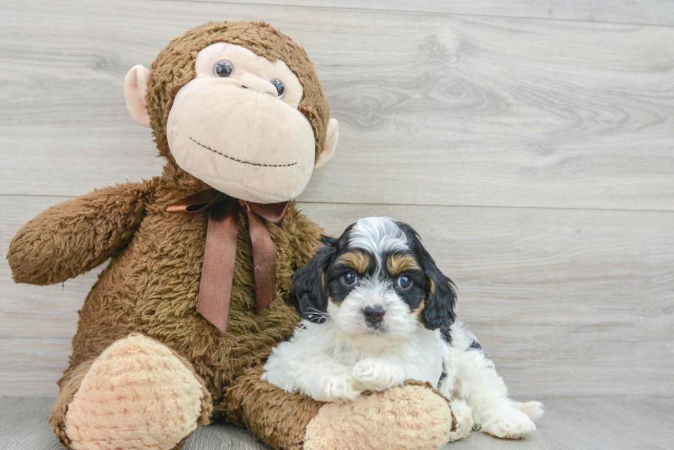 Happy Cavapoo Baby