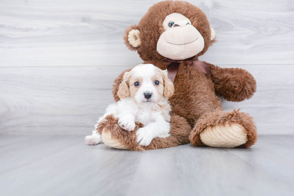 Funny Cavapoo Poodle Mix Pup