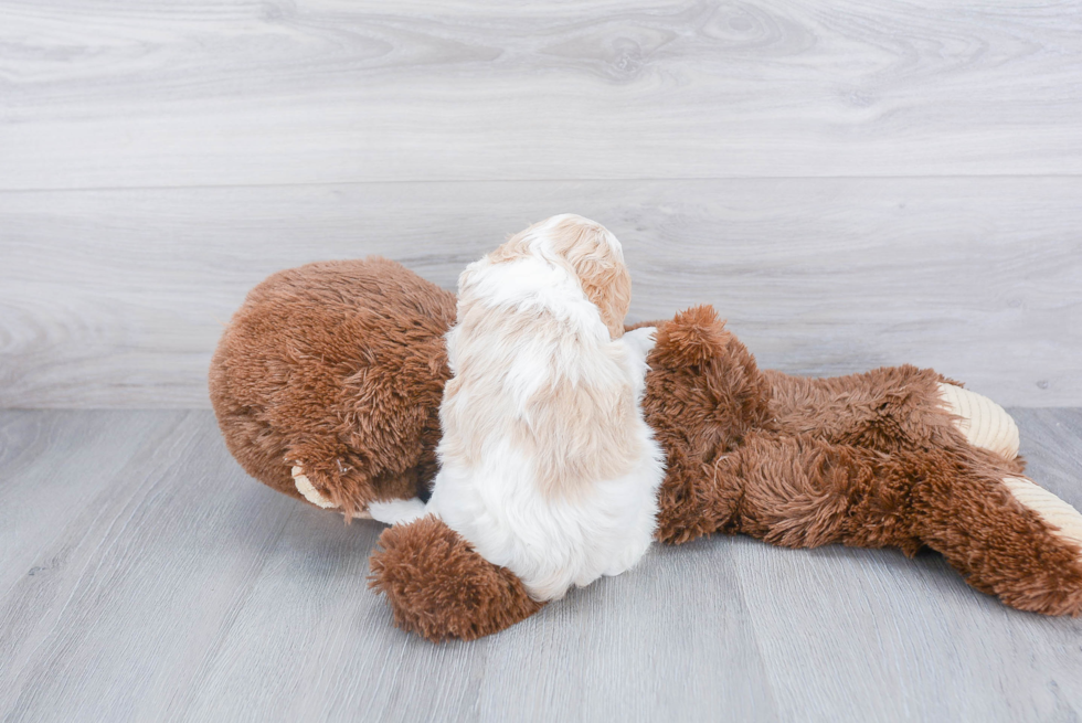 Popular Cavapoo Poodle Mix Pup