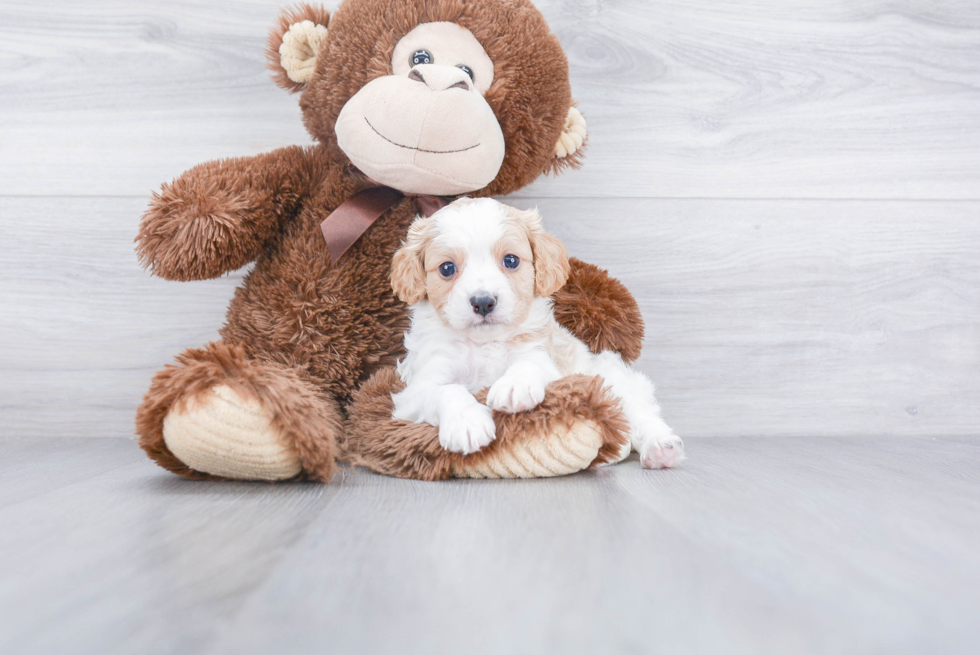 Petite Cavapoo Poodle Mix Pup