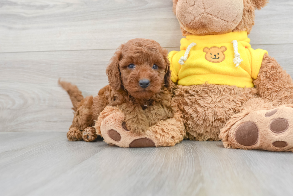 Cavapoo Pup Being Cute