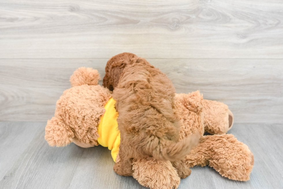 Cavapoo Pup Being Cute