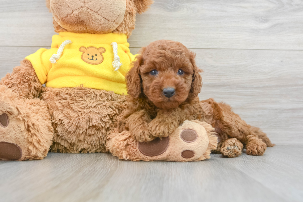 Fluffy Cavapoo Poodle Mix Pup