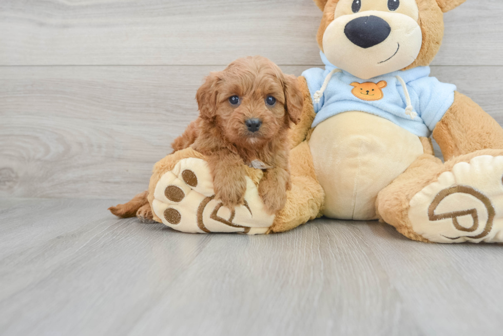 Cavapoo Puppy for Adoption