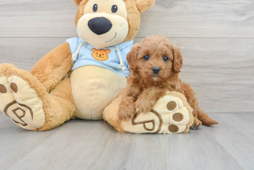 Playful Cavoodle Poodle Mix Puppy