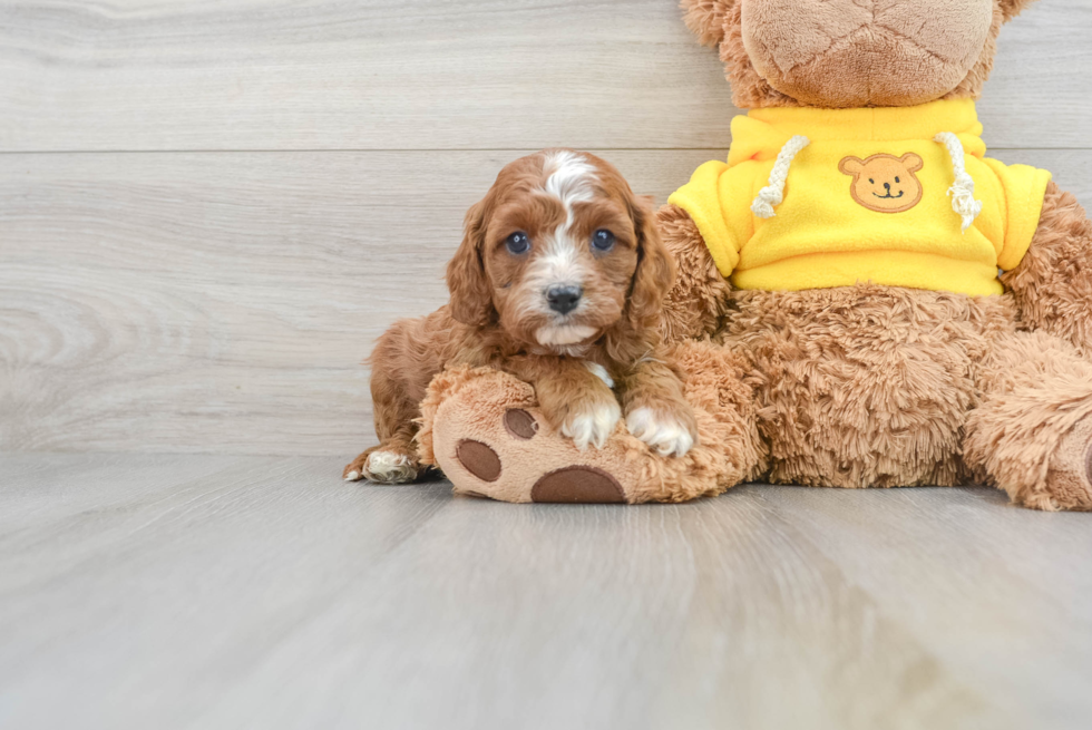 Cavapoo Pup Being Cute