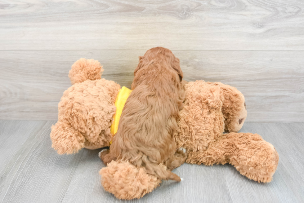 Friendly Cavapoo Baby