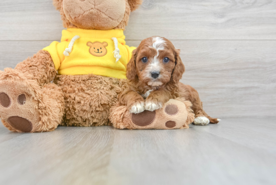 Cavapoo Puppy for Adoption