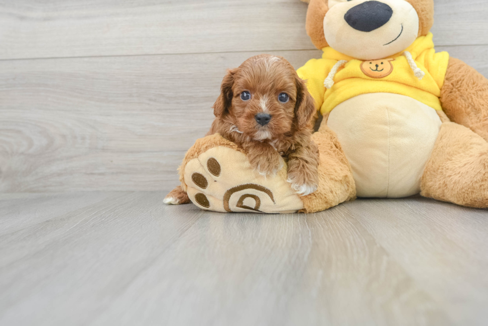 Cavapoo Pup Being Cute