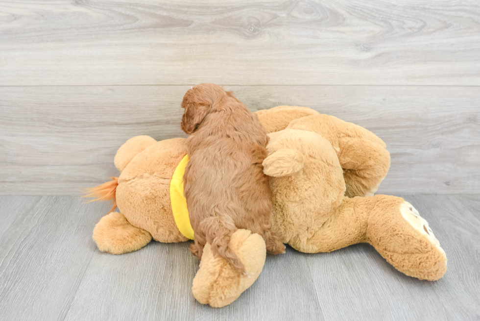 Energetic Cavoodle Poodle Mix Puppy