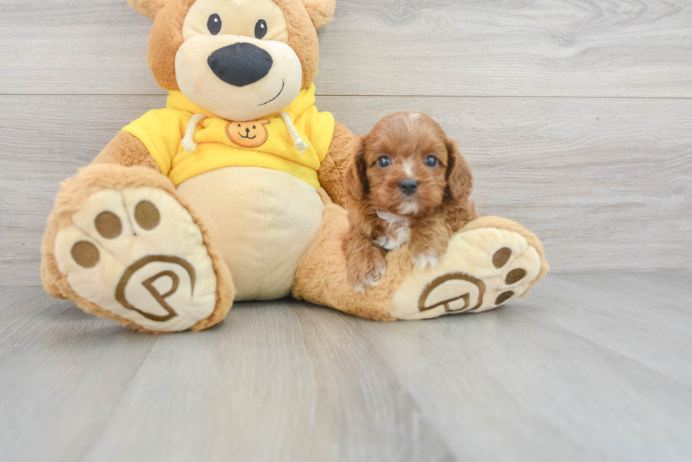 Popular Cavapoo Poodle Mix Pup