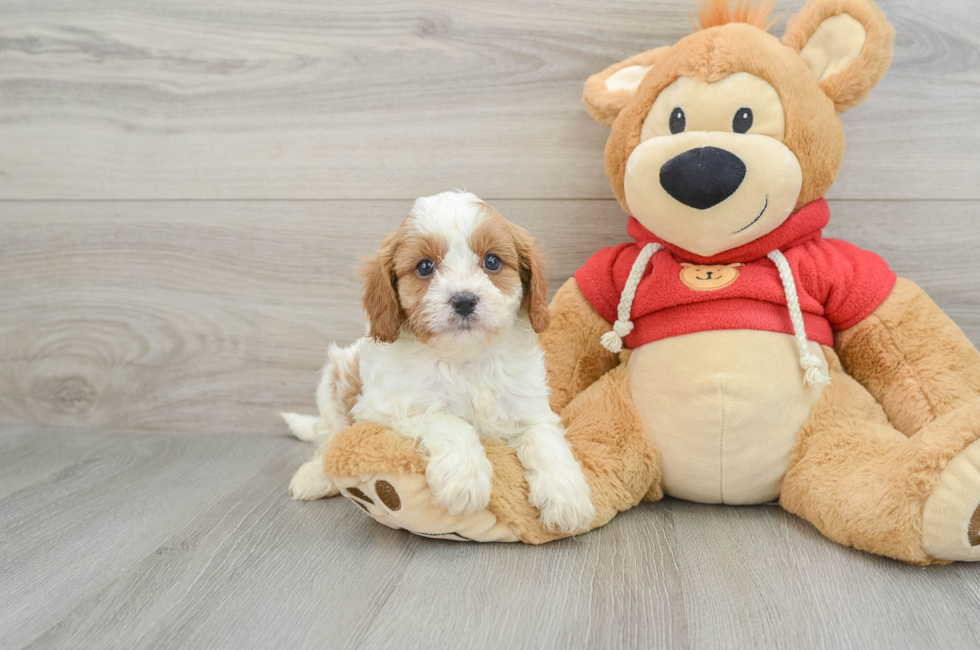 8 week old Cavapoo Puppy For Sale - Premier Pups