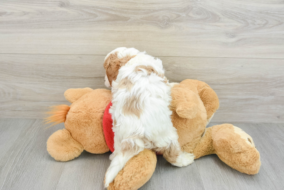 Happy Cavapoo Baby