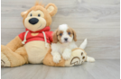 Adorable Cavalier King Charles Spaniel and Poodle Mix Poodle Mix Puppy