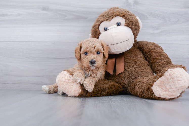 Cavapoo Pup Being Cute